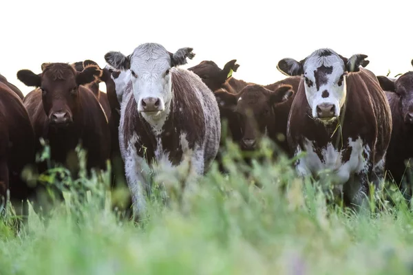 Vacas Pastando Pampas Argentina — Fotografia de Stock