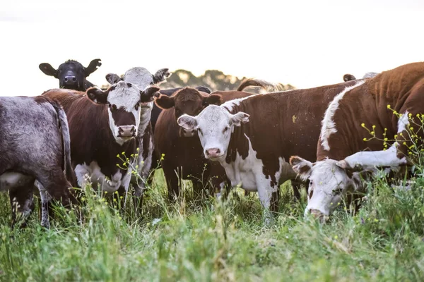 Vacas Pastando Pampa Argentina —  Fotos de Stock