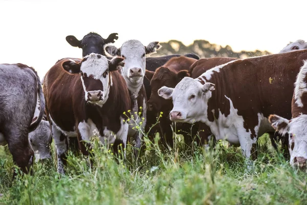Vacas Pastando Pampas Argentina — Fotografia de Stock