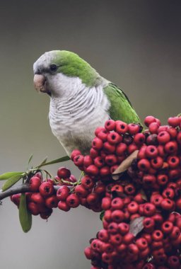 Parakeet feeding on wild fruits clipart