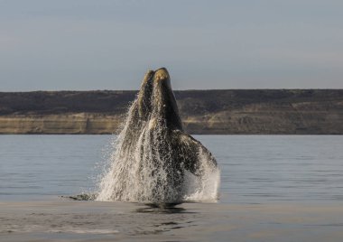 Güney sağ balina davranışı, Puerto Madryn, Patagonya
