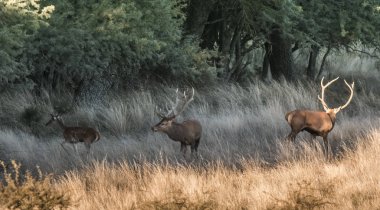 Parque Luro Doğa Koruma Alanı 'nda kırmızı geyik, La Pampa, Arjantin 