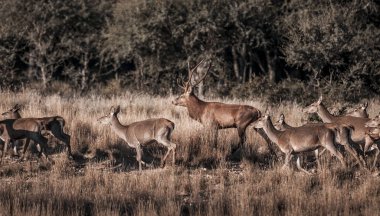 Parque Luro Doğa Koruma Alanı 'nda kırmızı geyik, La Pampa, Arjantin 