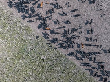 Doğal otlarla yetiştirilen inekler, Arjantin et üretimi