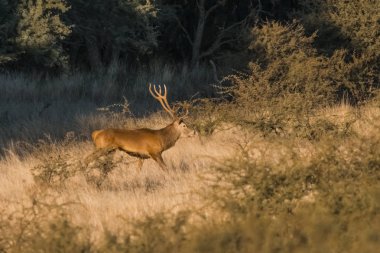 Parque Luro Doğa Koruma Alanı 'nda kırmızı geyik, La Pampa, Arjantin 
