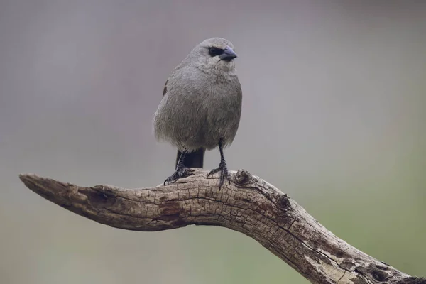 木の上の鳥のクローズアップビュー — ストック写真