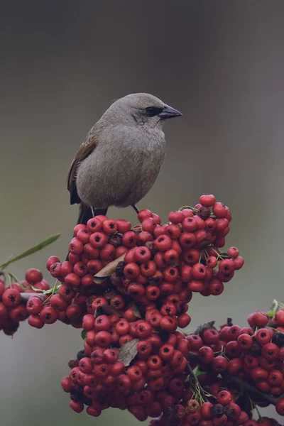 Bird eating red fruits, Patagonia Argentina