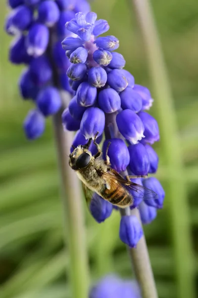 Flores Polinizadoras Abelhas Patagônia Argentina — Fotografia de Stock