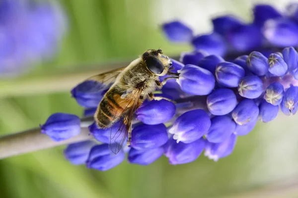 Virágok Beporzó Méhecske Patagónia Argentína — Stock Fotó
