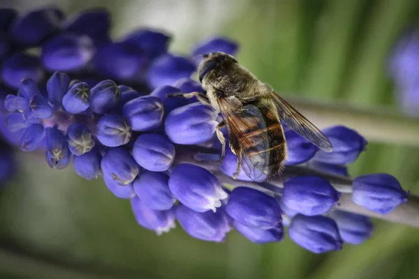 Flores Polinizadoras Abejas Patagonia Argentina —  Fotos de Stock