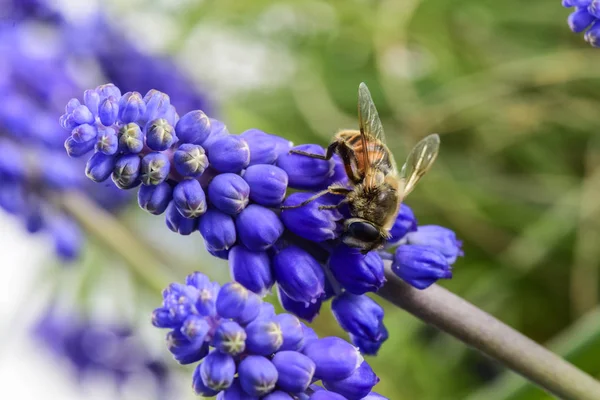 Virágok Beporzó Méhecske Patagónia Argentína — Stock Fotó