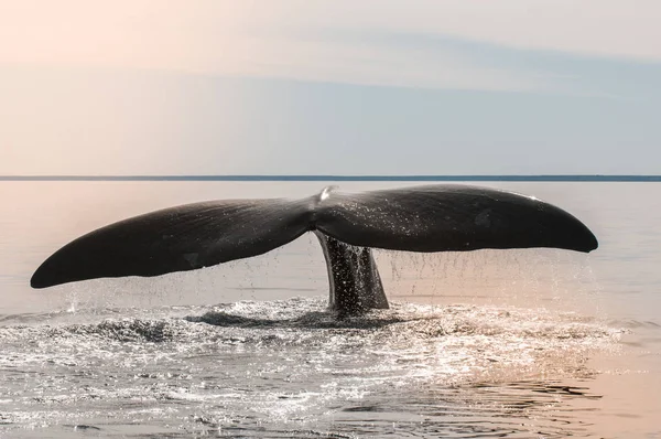 Comportamento Delle Balene Franche Meridionali Puerto Madryn Patagonia — Foto Stock