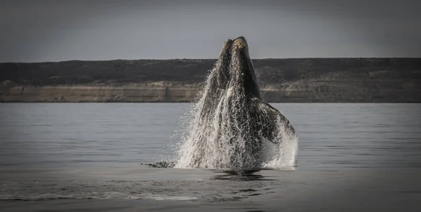 Comportement Baleine Noire Sud Puerto Madryn Patagonie — Photo
