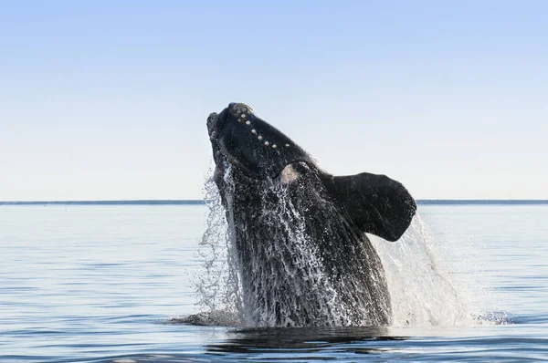 Southern right whale behavior, Puerto Madryn, Patagonia