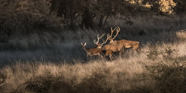 Red Deer Parque Luro Nature Reserve Pampa Argentina — Stock Photo, Image