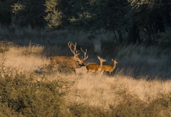 Vörös Szarvas Parque Luro Természetvédelmi Terület Pampa Argentína — Stock Fotó