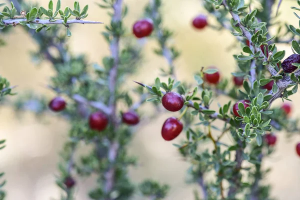 Piccole Bacche Rosse Selvatiche Nella Foresta Pampas Patagonia Argentina — Foto Stock