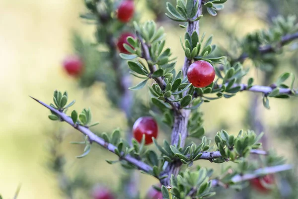 Berries Merah Kecil Hutan Pampas Patagonia Argentina — Stok Foto