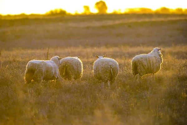 Paesaggio Con Pecore Tramonto Nel Campo — Foto Stock