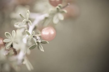 Pampas ormanında küçük kırmızı yabani meyveler, Patagonya, Arjantin