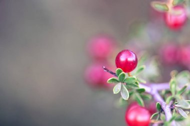 Pampas ormanında küçük kırmızı yabani meyveler, Patagonya, Arjantin