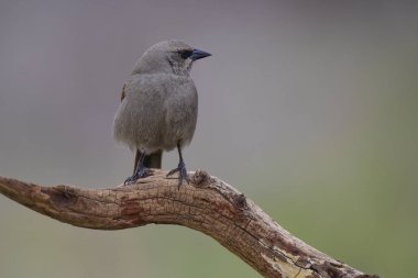 Defne kanatlı Cowbird, bir ağaç üzerine tünemiş, Patagonya, Arjantin