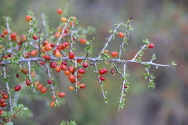 Pampas ormanında küçük kırmızı yabani meyveler, Patagonya, Arjantin