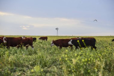 Doğal otlarla yetiştirilen inekler, Arjantin et üretimi