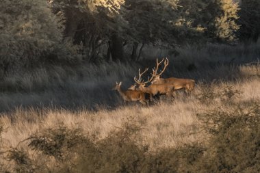 Parque Luro Doğa Koruma Alanı 'nda kırmızı geyik, La Pampa, Arjantin 
