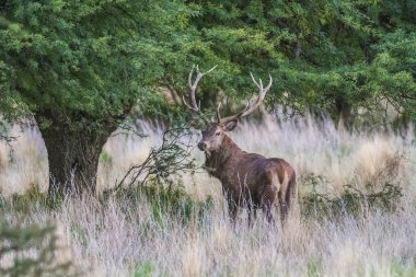 Parque Luro Doğa Koruma Alanı 'nda kırmızı geyik, La Pampa, Arjantin 