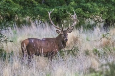 Parque Luro Doğa Koruma Alanı 'nda kırmızı geyik, La Pampa, Arjantin 