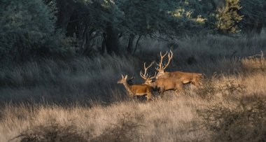 Parque Luro Doğa Koruma Alanı 'nda kırmızı geyik, La Pampa, Arjantin 