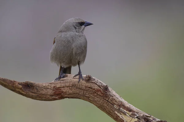 Baía Cowbird Alado Empoleirado Uma Árvore Patagônia Argentina — Fotografia de Stock