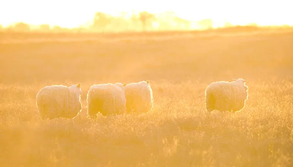Krajina Ovcemi Při Západu Slunce Terénu — Stock fotografie
