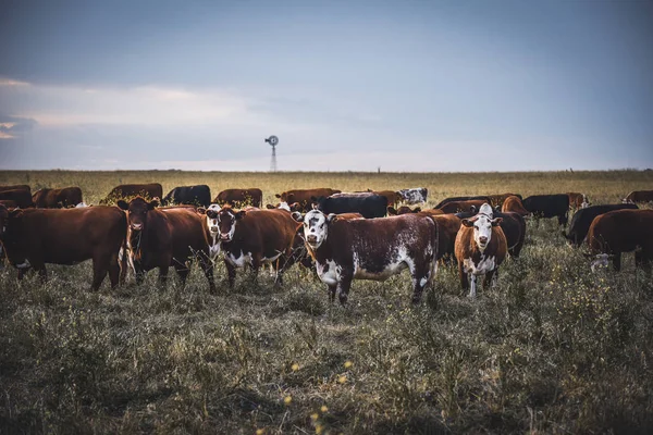 用天然草饲养的奶牛 阿根廷肉类生产 — 图库照片