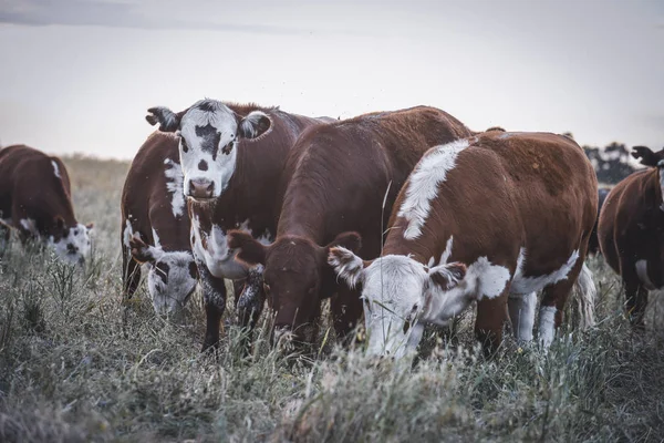 Vacas Criadas Com Grama Natural Produção Carne Argentina — Fotografia de Stock