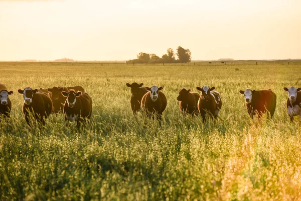 Vaches Élevées Avec Herbe Naturelle Production Viande Argentine — Photo