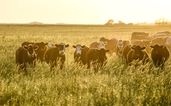 Mucche Allevate Con Erba Naturale Produzione Carne Argentina — Foto Stock