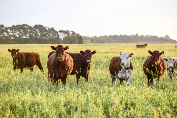 Vacas Criadas Con Pasto Natural Producción Carne Argentina — Foto de Stock