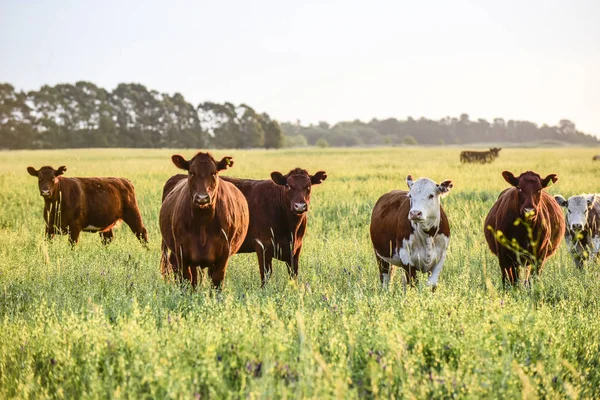 Vacas Criadas Con Pasto Natural Producción Carne Argentina —  Fotos de Stock