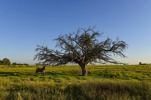 Cavalo Árvore Solitária Paisagem Pampas — Fotografia de Stock