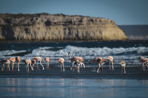 Flock of flamingos feeding on the coast of the ocean, Peninsula 