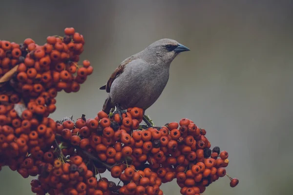 Bird eating red fruits, Patagonia Argentina