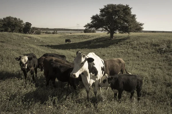 用天然草饲养的奶牛 阿根廷肉类生产 — 图库照片