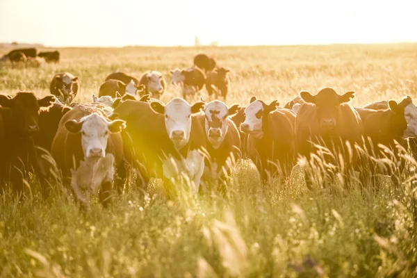 Vacas Criadas Com Grama Natural Produção Carne Argentina — Fotografia de Stock