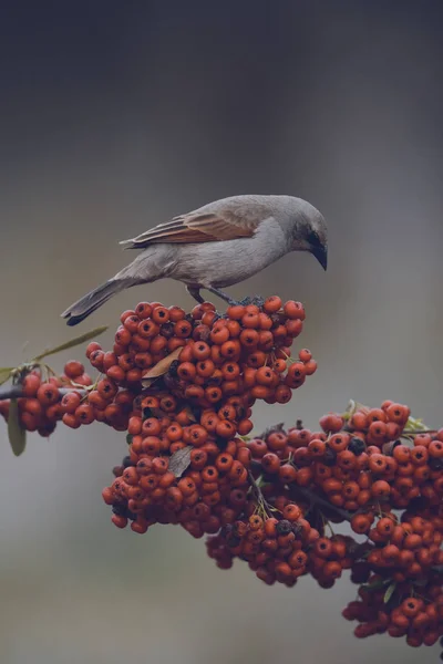 Bird eating red fruits, Patagonia Argentina