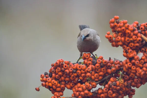 Bird Eating Red Fruits Patagonia Argentina — Stock Photo, Image