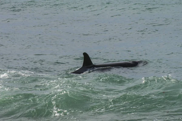 Orca Deniz Kıyısında Devriye Patagonya Arjantin — Stok fotoğraf