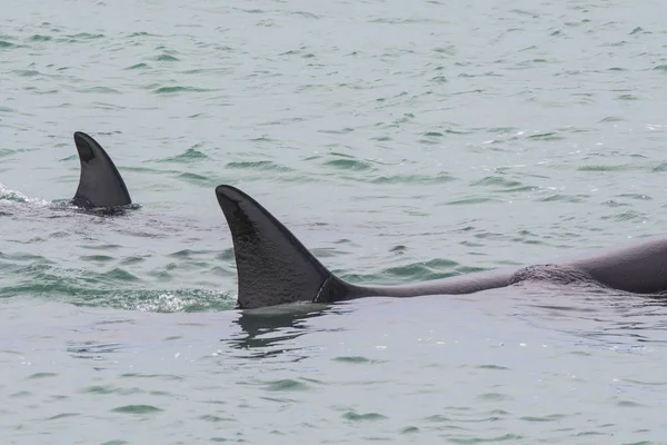 Orca Patrullando Costa Del Mar Patagonia Argentina — Foto de Stock