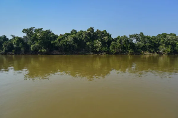 Jungle Amazon Environment Brazilië — Stockfoto